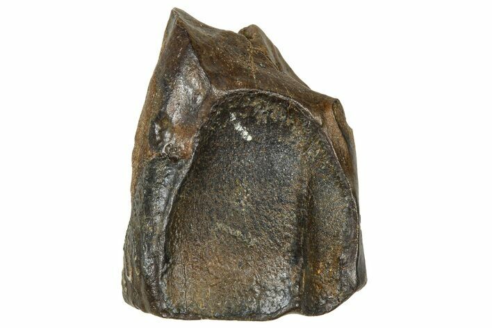 Fossil Triceratops Shed Tooth - Wyoming #376642
